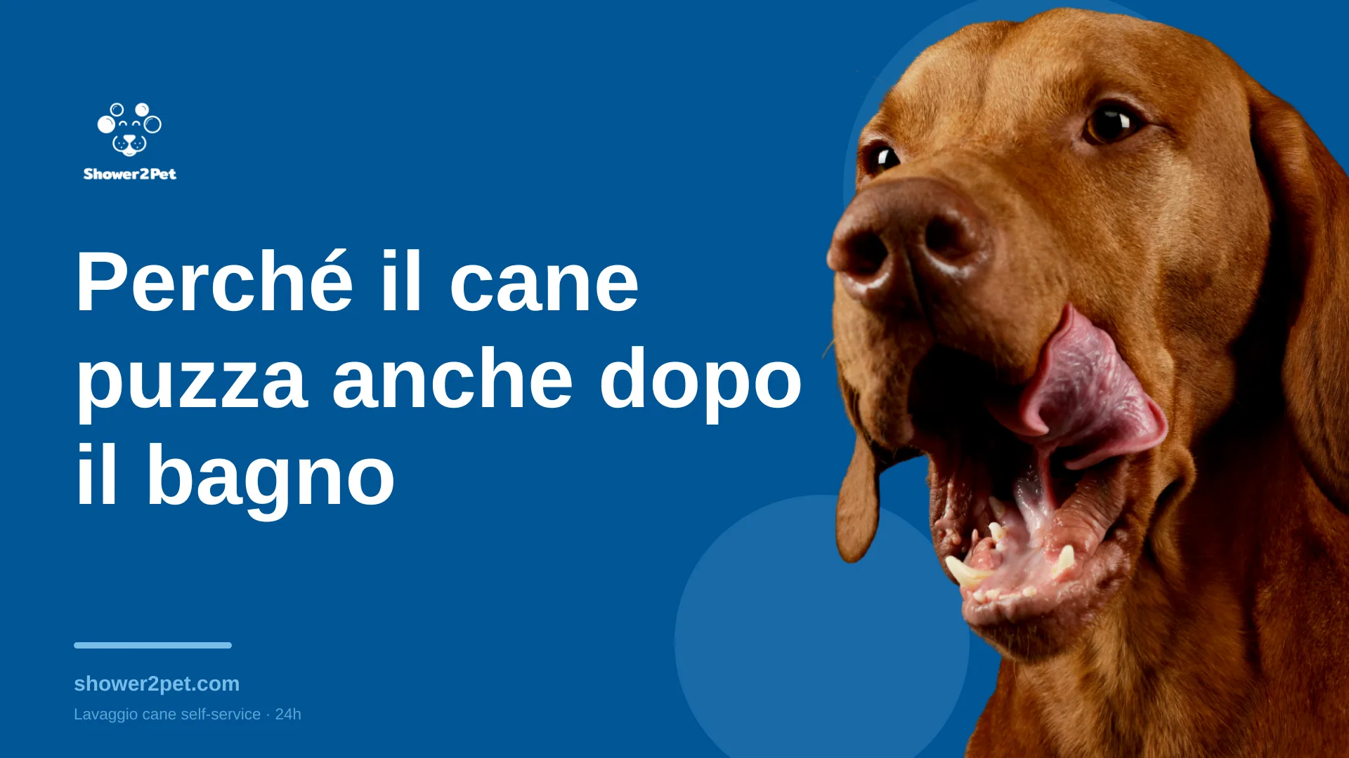 Perché il cane puzza anche dopo il bagno