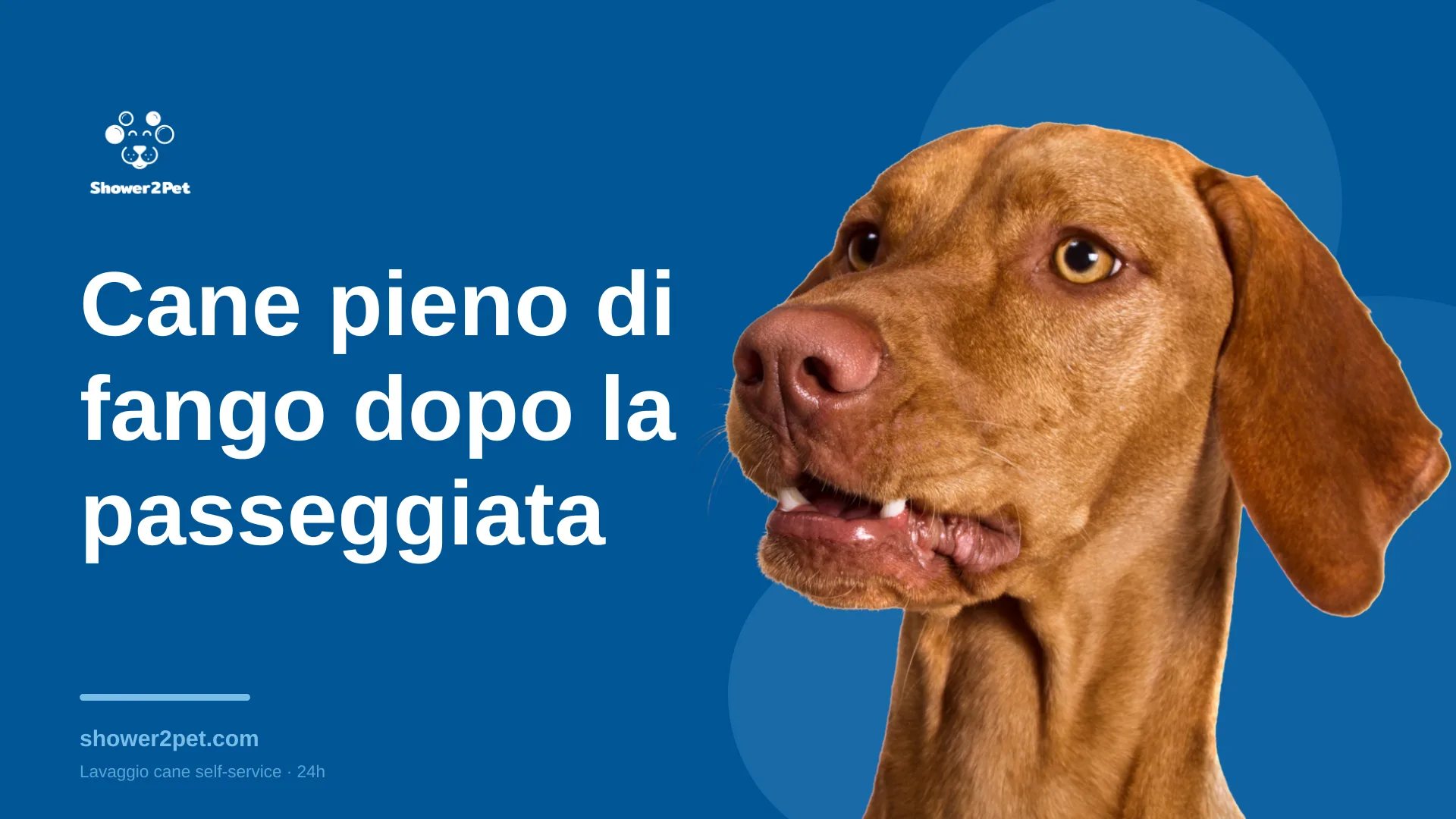 Cane pieno di fango dopo la passeggiata: cosa fare