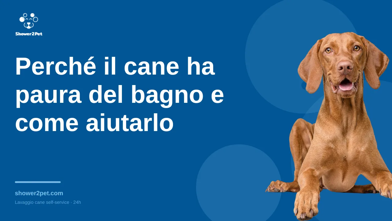 Perché il cane ha paura del bagno e come aiutarlo