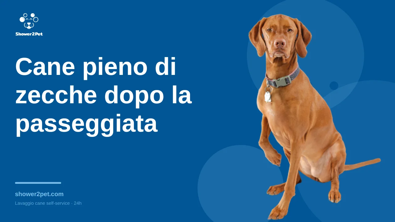 Cane pieno di zecche dopo la passeggiata: cosa fare
