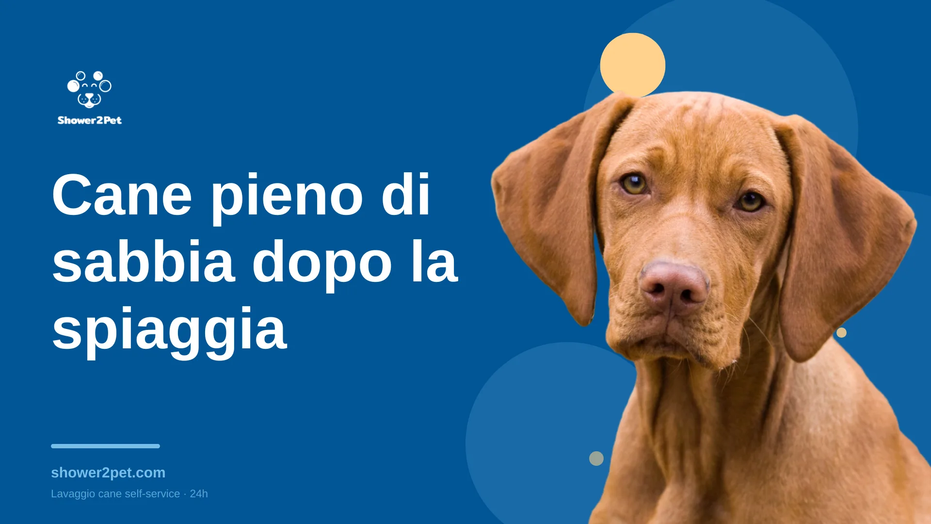 Cane pieno di sabbia dopo la spiaggia: cosa fare