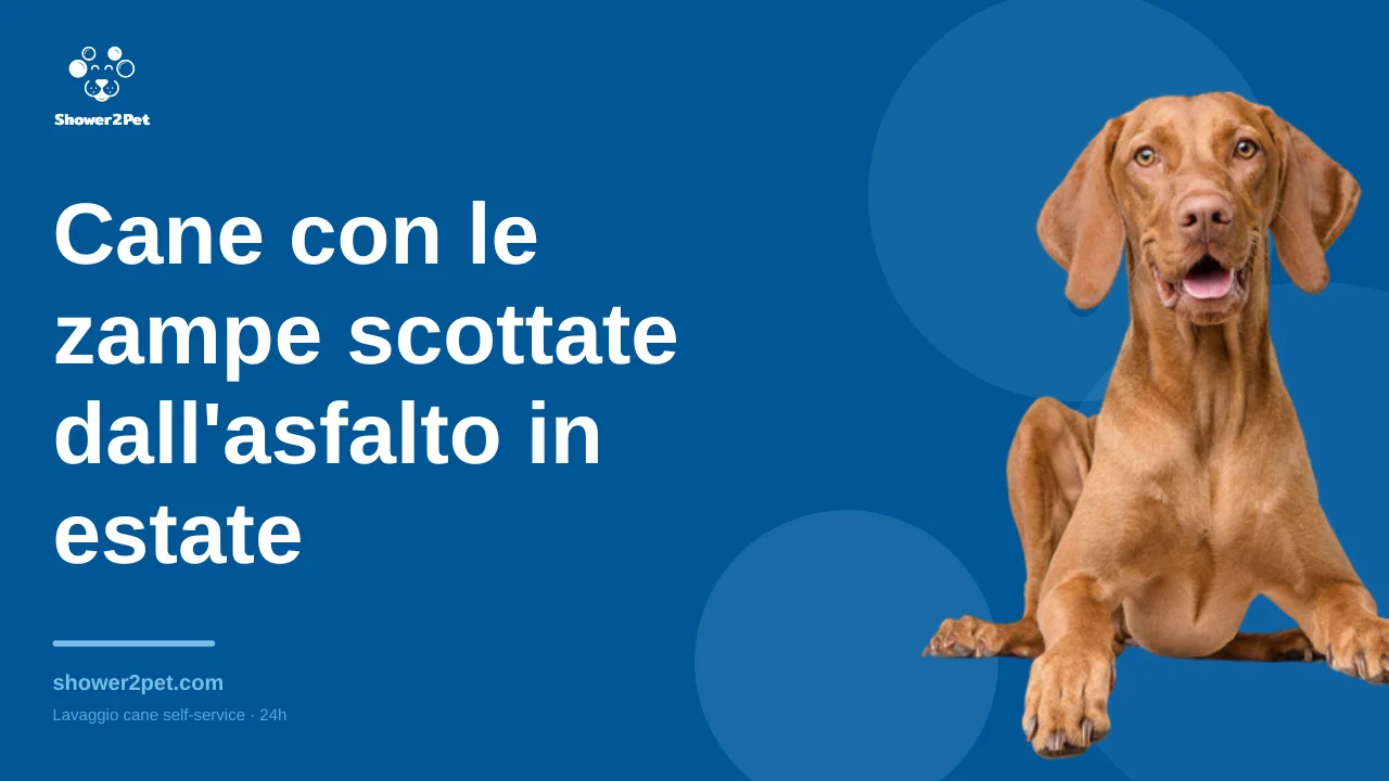 Cane con le zampe scottate dall'asfalto in estate