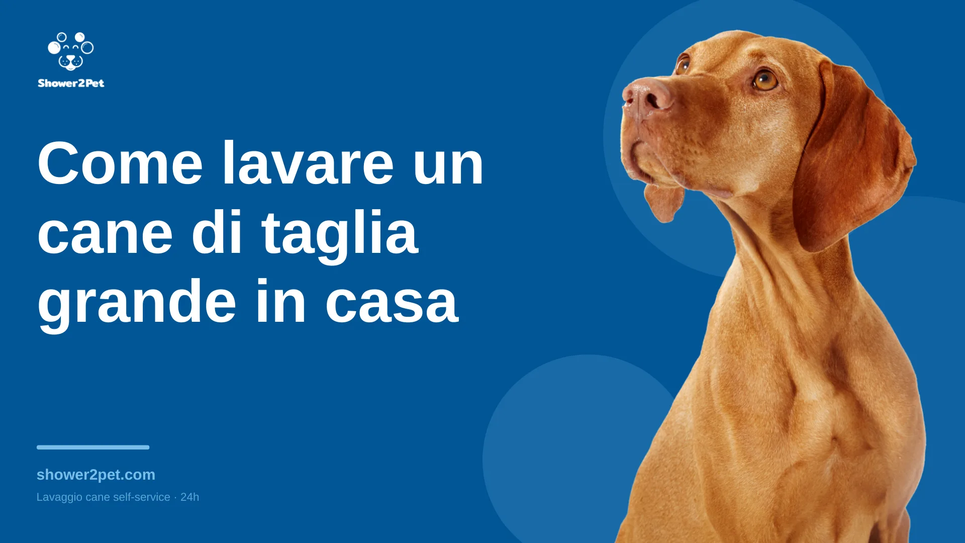 Come lavare un cane di taglia grande in casa