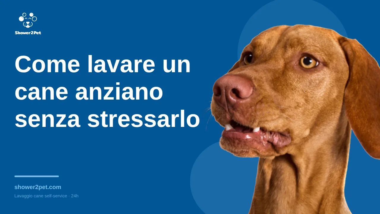 Come lavare un cane anziano senza stressarlo