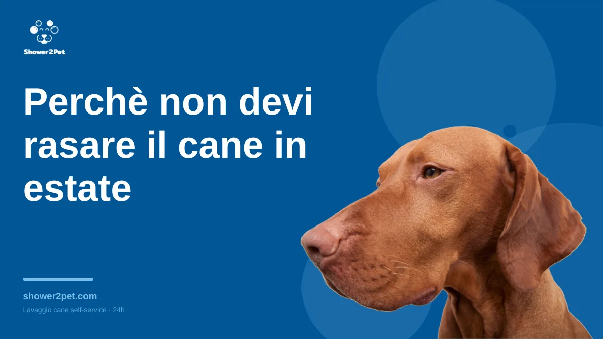 Perché non devi rasare il cane in estate