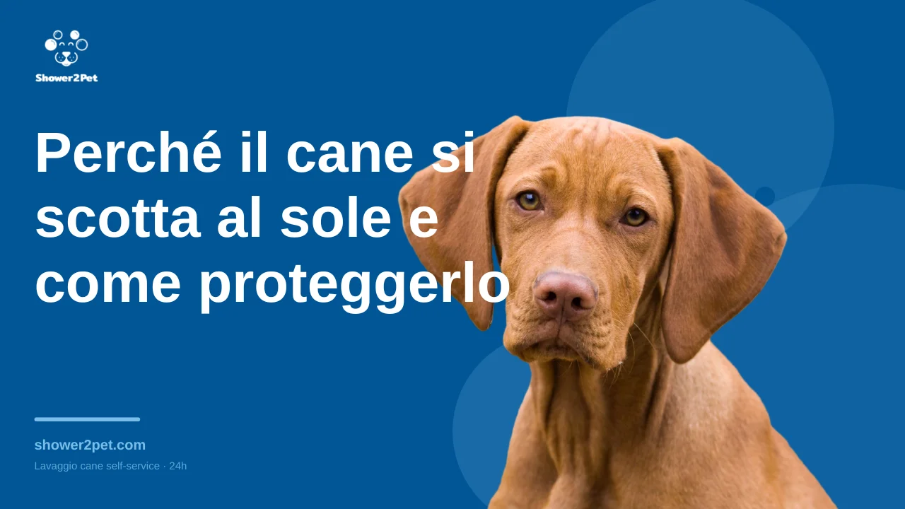 Perché il cane si scotta al sole e come proteggerlo