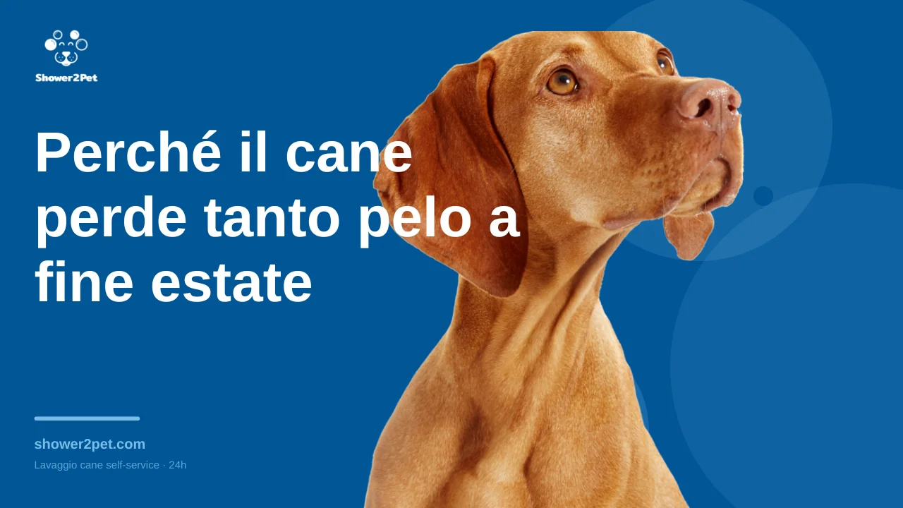 Perché il cane perde tanto pelo a fine estate