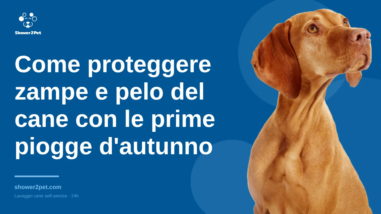 Come proteggere zampe e pelo del cane con le prime piogge d'autunno