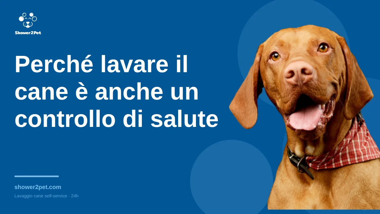 Perché lavare il cane è anche un controllo di salute