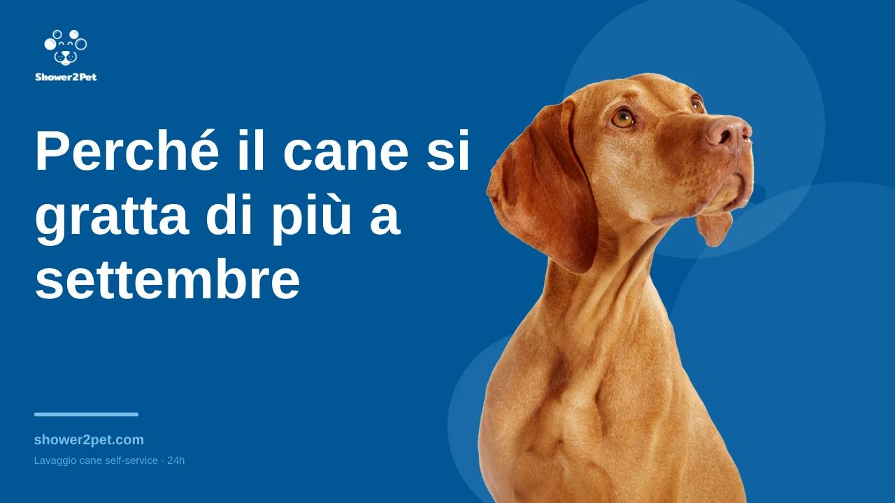 Perché il cane si gratta di più a settembre
