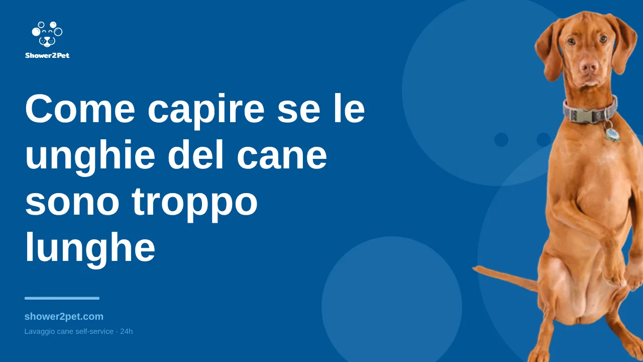 Come capire se le unghie del cane sono troppo lunghe