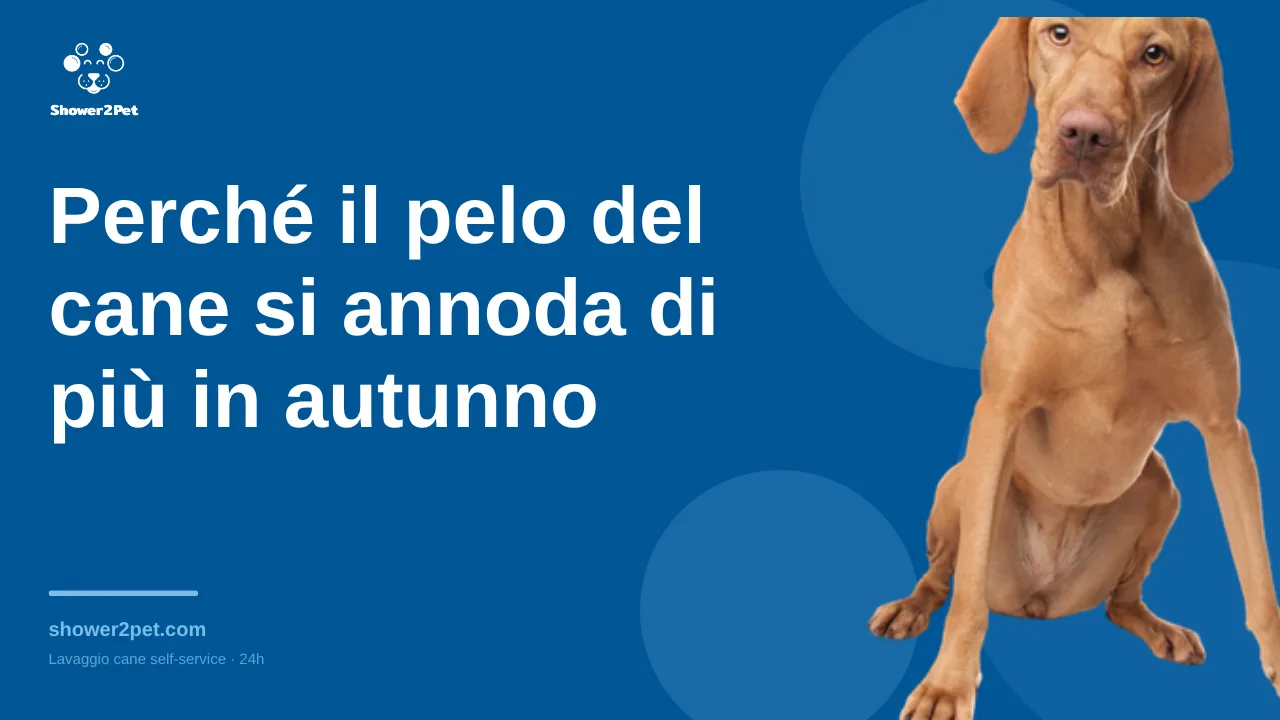 Perché il pelo del cane si annoda di più in autunno