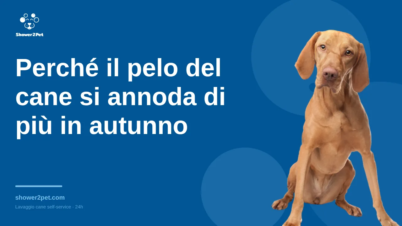 Perché il pelo del cane si annoda di più in autunno