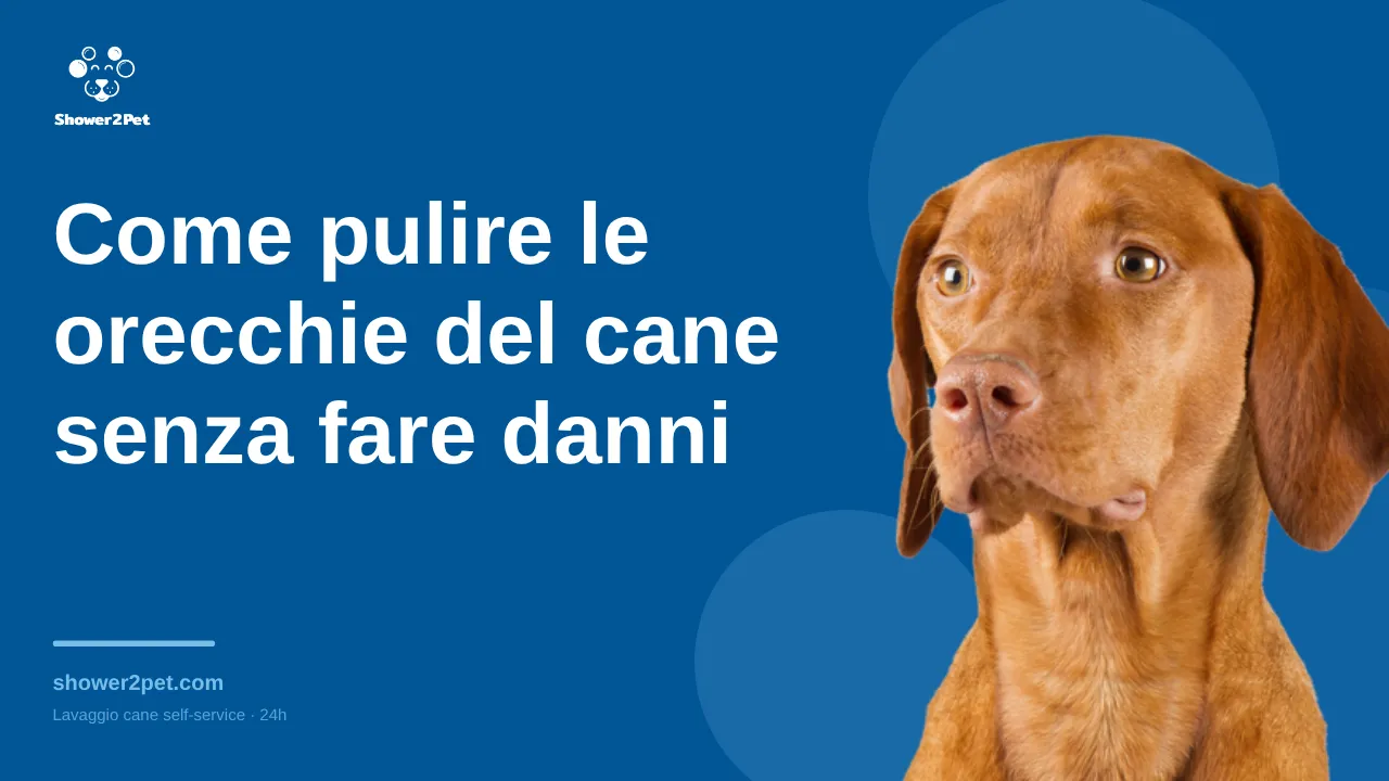 Come pulire le orecchie del cane senza fare danni