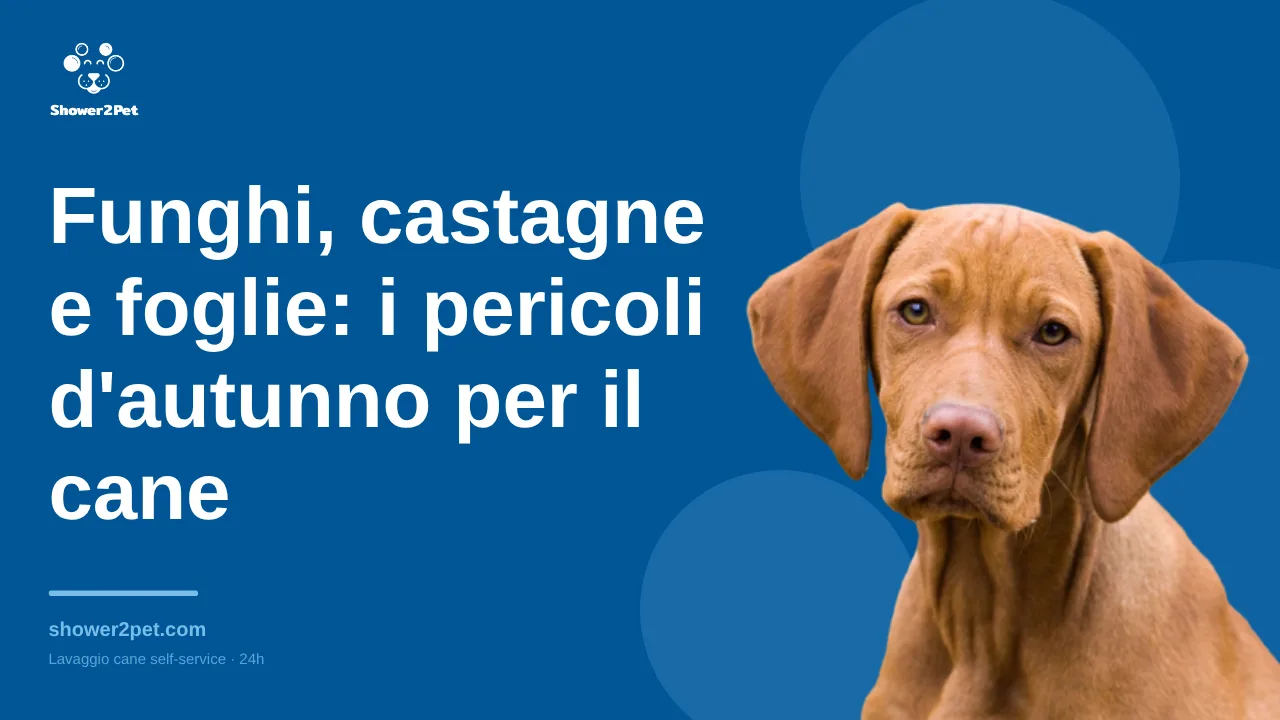 Funghi, castagne e foglie: i pericoli d'autunno per il cane