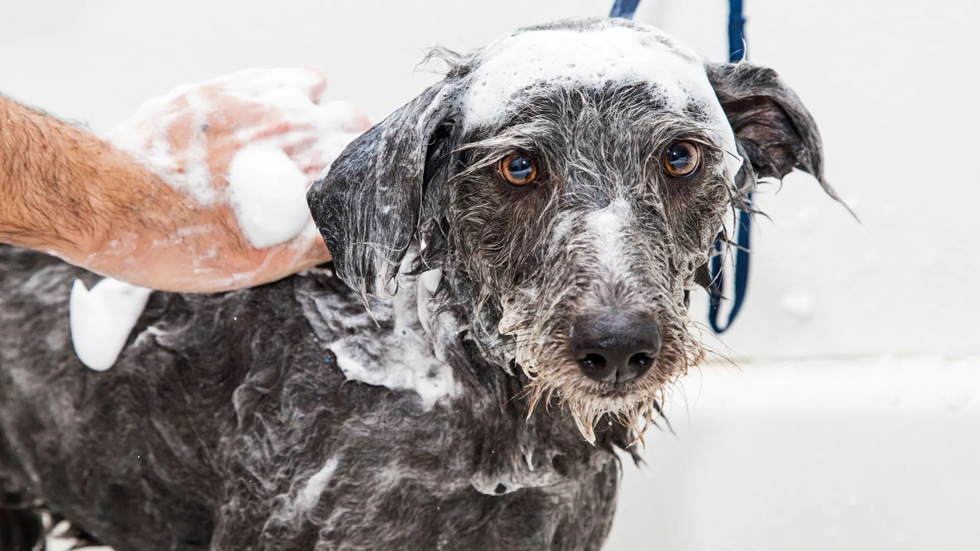 5 Buoni Motivi per Investire in una Toelettatura Self-Service per Cani