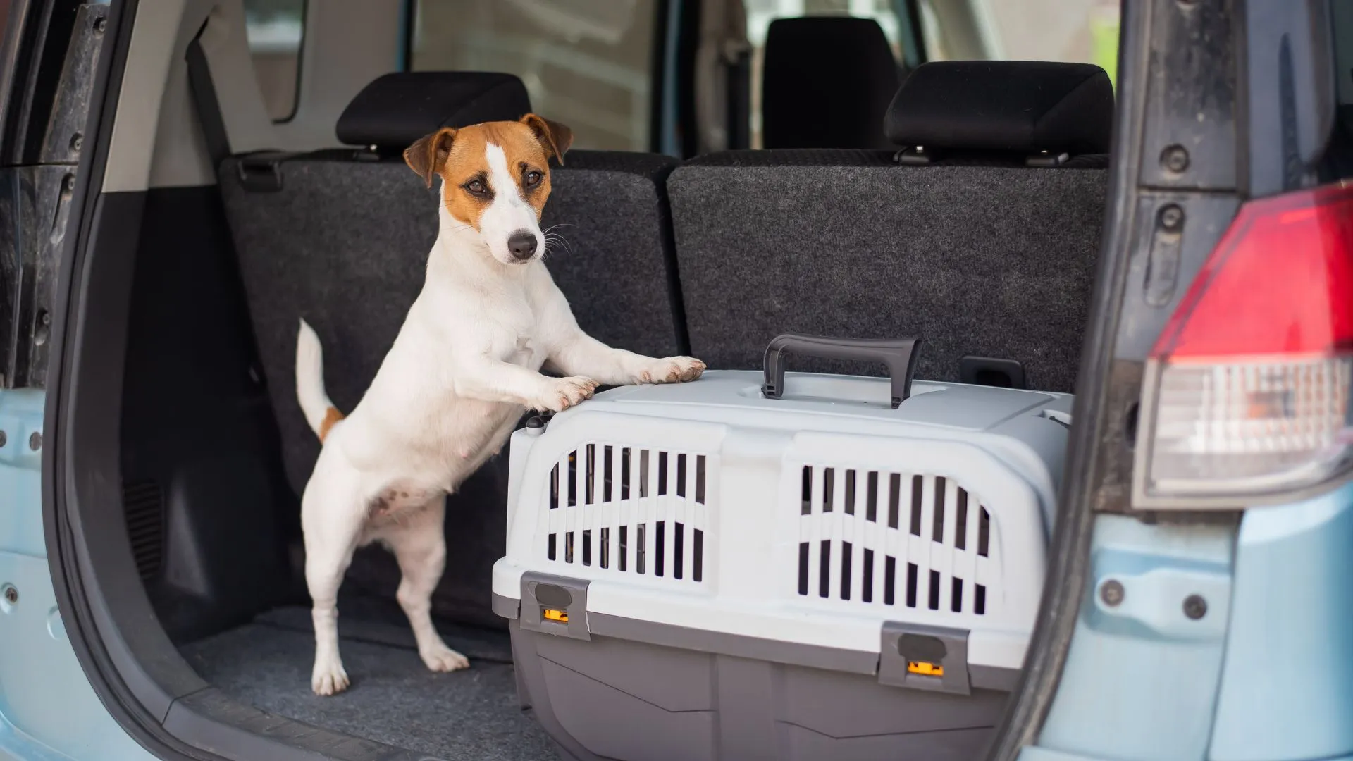 Lavaggio Cani Self Service H24: Guadagni Anche Quando Dormi