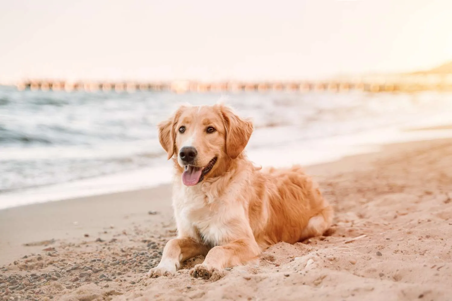 Vuoi Installare una Colonnina Lavaggio Cani Ma Non Hai uno Stabilimento?